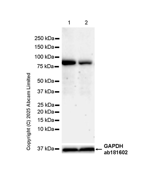 Western blot - Anti-PIWIL4/PIWI antibody [EPR28186-10] (AB324050), expandable thumbnail