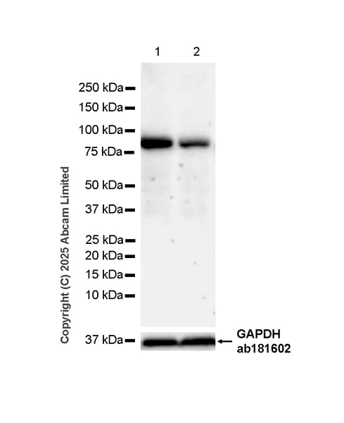 Western blot - Anti-PIWIL4/PIWI antibody [EPR28186-10] (AB324050)
