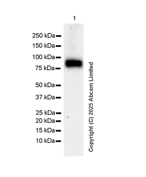 Western blot - Anti-PIWIL4/PIWI antibody [EPR28186-10] (AB324050), expandable thumbnail