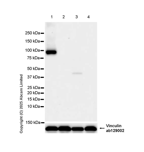 Western blot - Anti-PIWIL4/PIWI antibody [EPR28186-10] (AB324050)