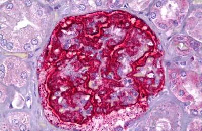 Immunohistochemistry (Formalin/PFA-fixed paraffin-embedded sections) - Anti-PJA2 antibody (AB131118)
