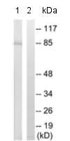 Western blot - Anti-PJA2 antibody (AB131118)