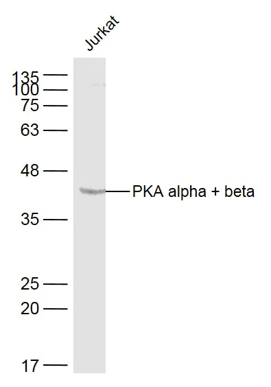 Western blot - Anti-PKA alpha + beta (catalytic subunits) antibody (AB216572)