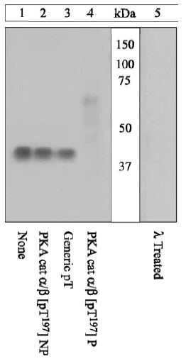 Western blot - Anti-PKA alpha + beta (catalytic subunits) (phospho T197) antibody (AB5815)