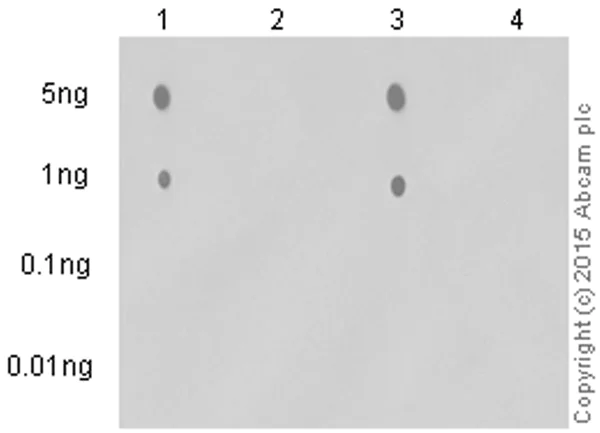 Dot Blot - Anti-PKA alpha/beta/gamma (catalytic subunit) (phospho T197) antibody [EP2606Y] - BSA and Azide free (AB227848)