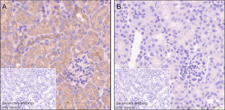 Immunohistochemistry (Formalin/PFA-fixed paraffin-embedded sections) - Anti-PKA alpha/beta/gamma (catalytic subunit) (phospho T197) antibody [EP2606Y] - BSA and Azide free (AB227848)