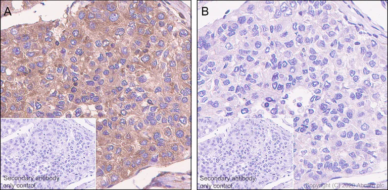 Immunohistochemistry (Formalin/PFA-fixed paraffin-embedded sections) - Anti-PKA alpha/beta/gamma (catalytic subunit) (phospho T197) antibody [EP2606Y] - BSA and Azide free (AB227848)