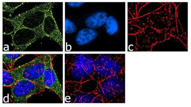 Immunocytochemistry/ Immunofluorescence - Anti-PKA beta (catalytic subunit) + cAMP Protein Kinase Catalytic subunit [RP23040235] (AB313494)