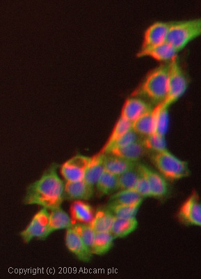 Immunocytochemistry/ Immunofluorescence - Anti-PKA R2/PKR2 antibody (AB38949)