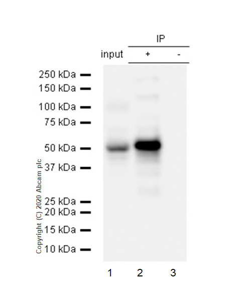 Immunoprecipitation - Anti-PKA R2/PKR2 antibody [Y116] (AB32514), expandable thumbnail