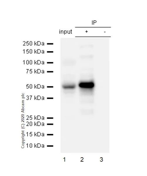 Immunoprecipitation - Anti-PKA R2/PKR2 antibody [Y116] (AB32514)