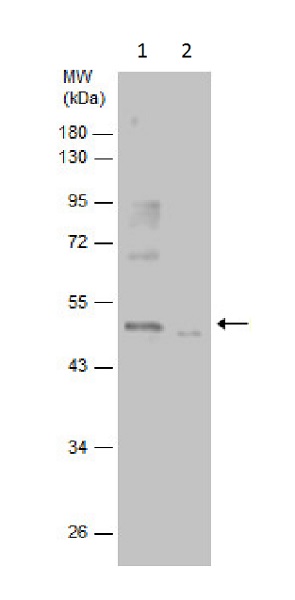 Western blot - Anti-PKA R2/PKR2 (phospho S96) antibody (AB226754)