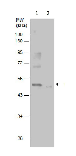 Western blot - Anti-PKA R2/PKR2 (phospho S96) antibody (AB226754)