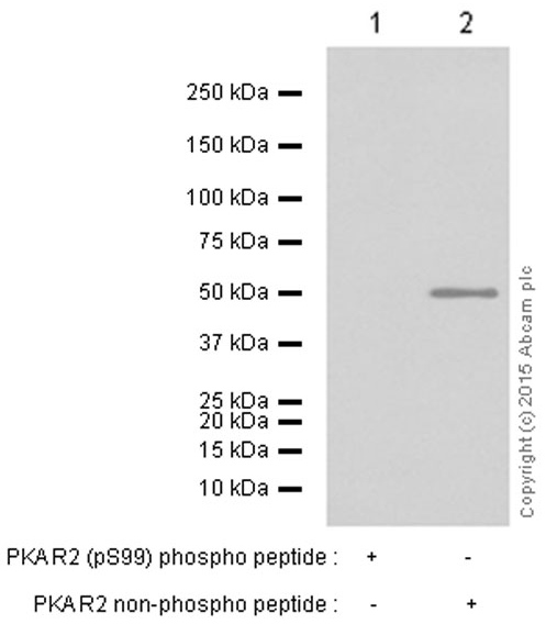 Western blot - Anti-PKA R2/PKR2 (phospho S99) antibody [E151] (AB32390)
