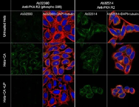 Immunocytochemistry/ Immunofluorescence - Anti-PKA R2/PKR2 (phospho S99) antibody [E151] - BSA and Azide free (AB238951)