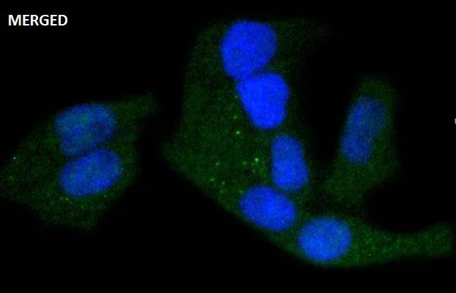 Immunocytochemistry/ Immunofluorescence - Anti-PKA R2/PKR2 (phospho S99) antibody [SC54-04] (AB326622)