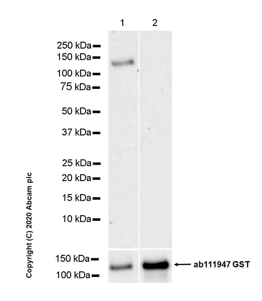 Western blot - Anti-PKC alpha antibody [133] (AB11723)