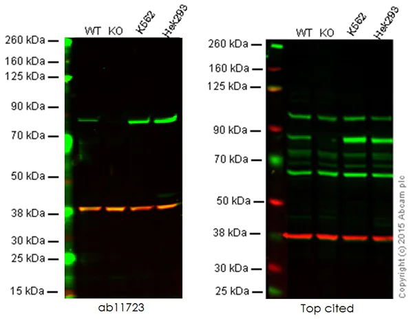Western blot - Anti-PKC alpha antibody [133] (AB11723)