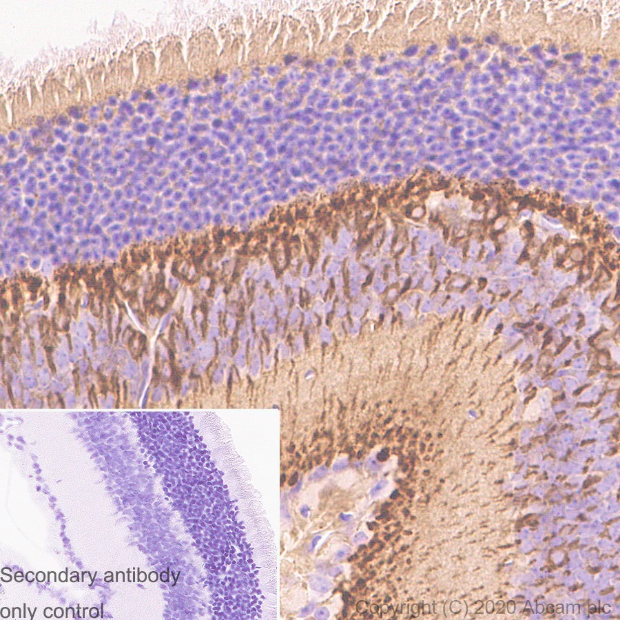 Immunohistochemistry (Formalin/PFA-fixed paraffin-embedded sections) - Anti-PKC alpha antibody [133] - BSA and Azide free (ab284403), expandable thumbnail