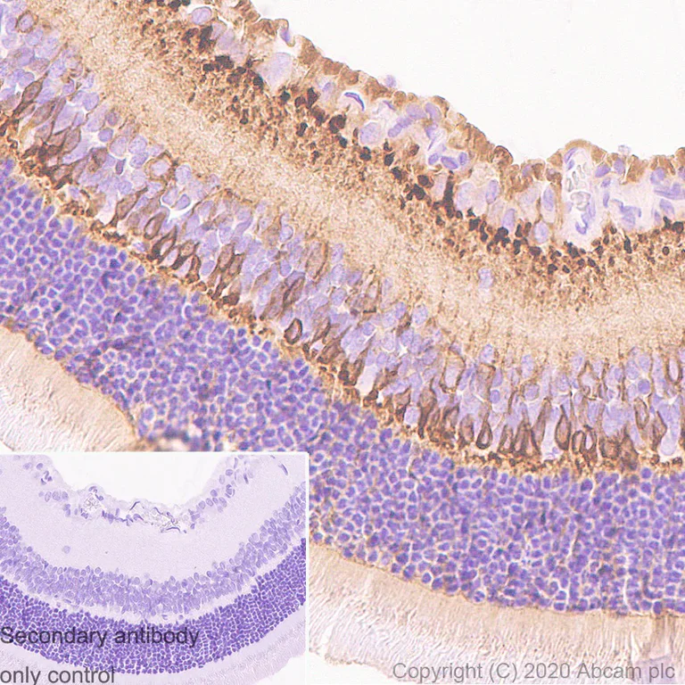 Immunohistochemistry (Formalin/PFA-fixed paraffin-embedded sections) - Anti-PKC alpha antibody [133] - BSA and Azide free (AB284403)