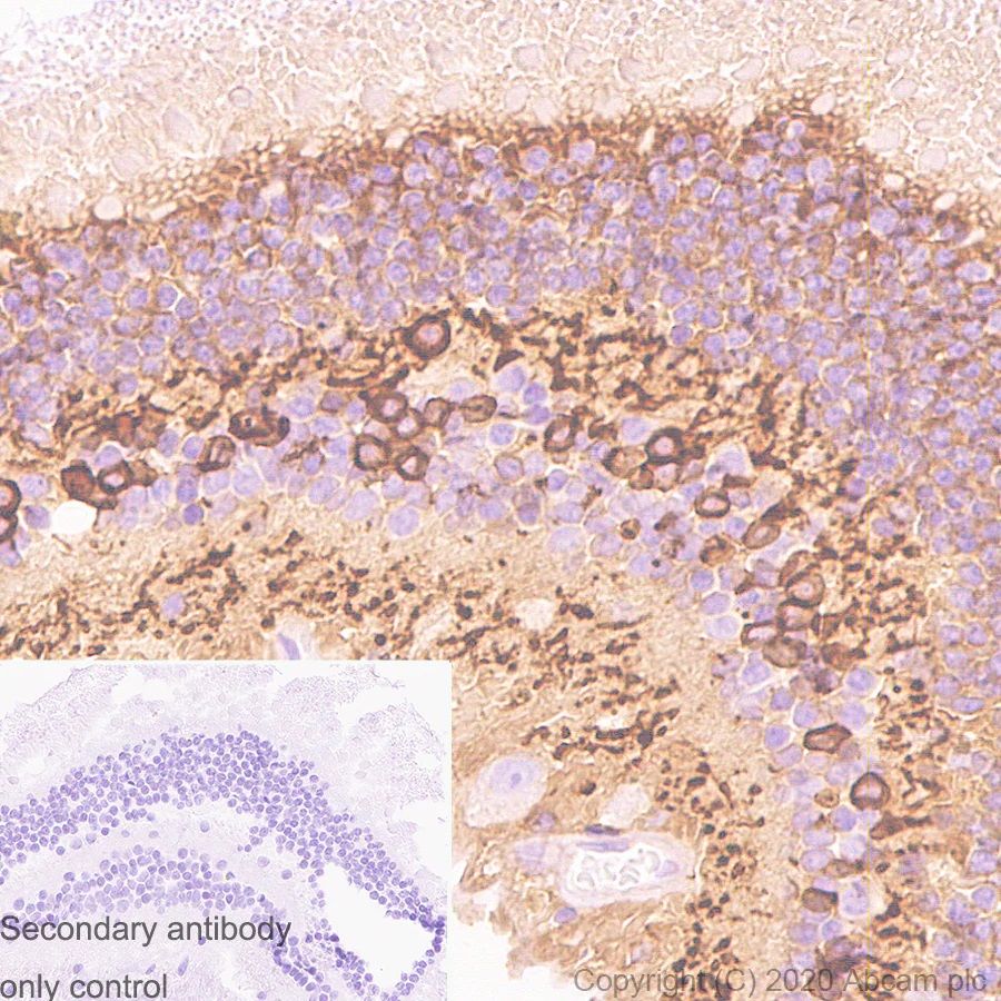 Immunohistochemistry (Formalin/PFA-fixed paraffin-embedded sections) - Anti-PKC alpha antibody [133] - BSA and Azide free (AB284403), expandable thumbnail