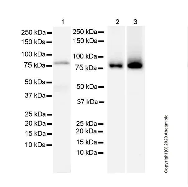 Western blot - Anti-PKC alpha antibody [133] - BSA and Azide free (AB284403)