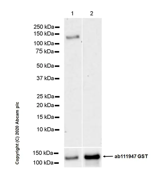 Western blot - Anti-PKC alpha antibody [133] - BSA and Azide free (AB284403)