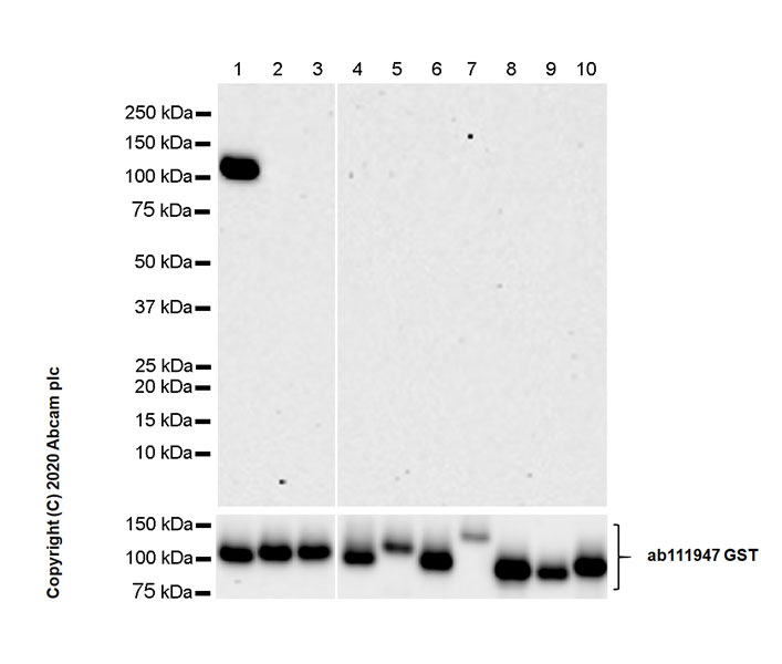 Western blot - Anti-PKC alpha antibody [133] - BSA and Azide free (AB284403), expandable thumbnail