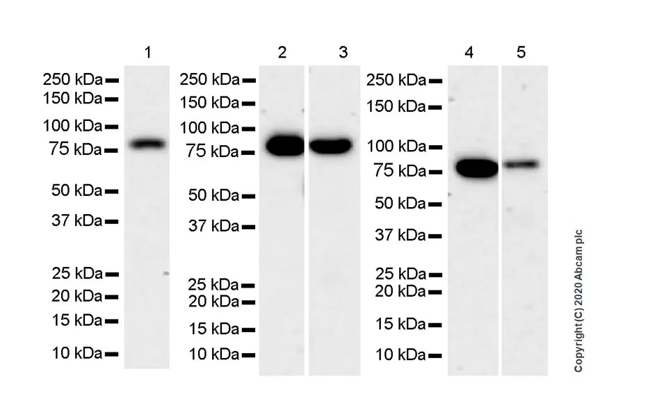 Western blot - Anti-PKC alpha antibody [133] - BSA and Azide free (ab284403), expandable thumbnail