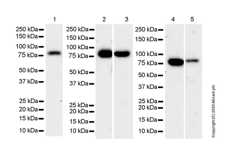 Western blot - Anti-PKC alpha antibody [133] - BSA and Azide free (AB284403)