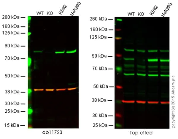 Western blot - Anti-PKC alpha antibody [133] - BSA and Azide free (AB284403)