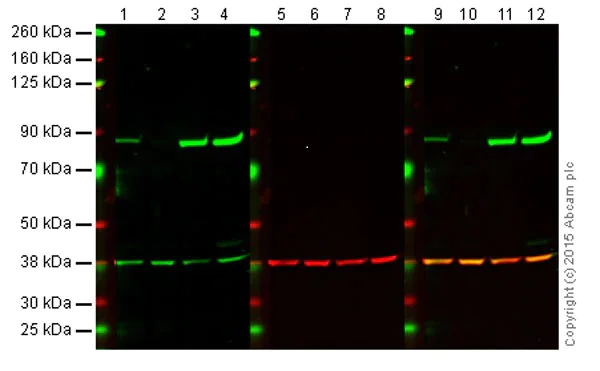 Western blot - Anti-PKC alpha antibody [133] - BSA and Azide free (AB284403)