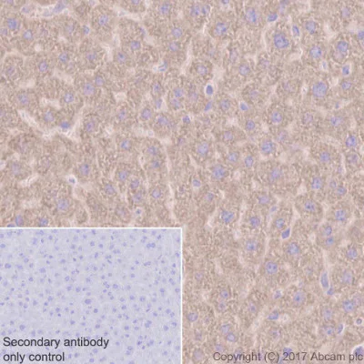Immunohistochemistry (Formalin/PFA-fixed paraffin-embedded sections) - Anti-PKC alpha antibody [Y124] (AB32376)