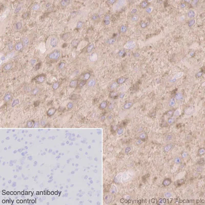 Immunohistochemistry (Formalin/PFA-fixed paraffin-embedded sections) - Anti-PKC alpha antibody [Y124] (AB32376)
