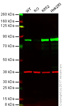 Western blot - Anti-PKC alpha antibody [Y124] (AB32376)