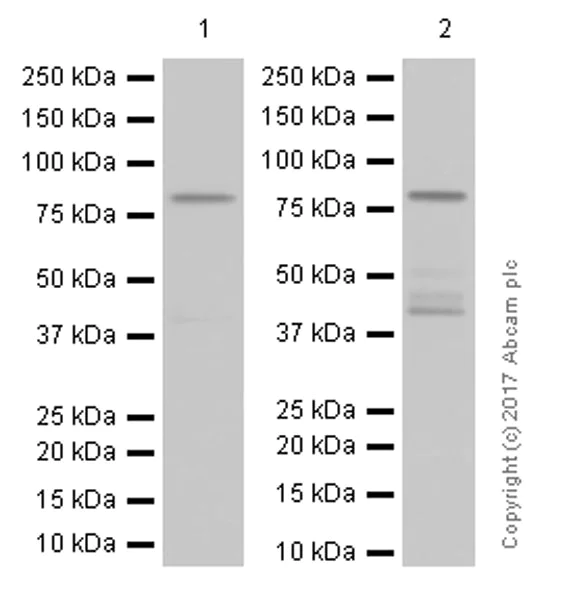 Western blot - Anti-PKC alpha antibody [Y124] (AB32376)