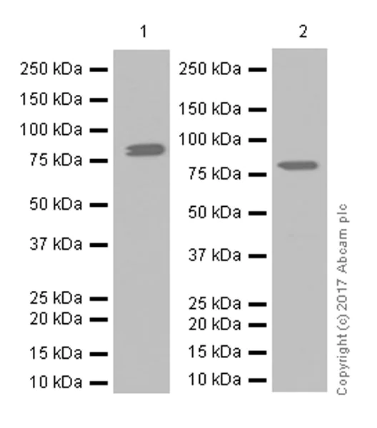 Western blot - Anti-PKC alpha antibody [Y124] (AB32376)