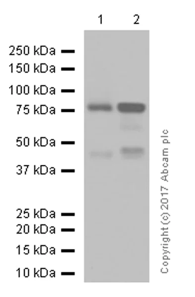 Western blot - Anti-PKC alpha antibody [Y124] (AB32376)