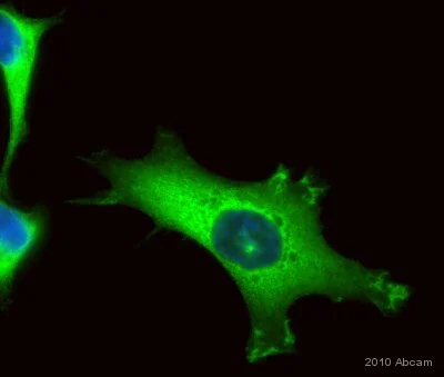 Immunocytochemistry/ Immunofluorescence - Anti-PKC alpha antibody [Y124] - BSA and Azide free (AB221611)