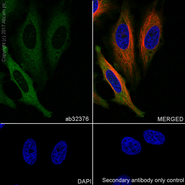 Immunocytochemistry/ Immunofluorescence - Anti-PKC alpha antibody [Y124] - BSA and Azide free (AB221611)