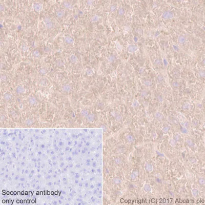 Immunohistochemistry (Formalin/PFA-fixed paraffin-embedded sections) - Anti-PKC alpha antibody [Y124] - BSA and Azide free (AB221611)