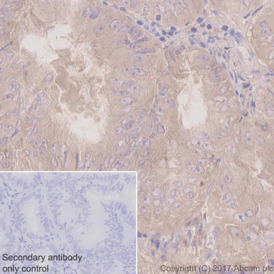 Immunohistochemistry (Formalin/PFA-fixed paraffin-embedded sections) - Anti-PKC alpha antibody [Y124] - BSA and Azide free (AB221611)