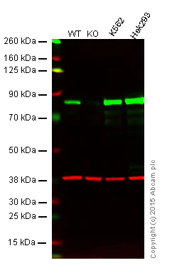 Western blot - Anti-PKC alpha antibody [Y124] - BSA and Azide free (AB221611)