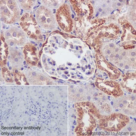 Immunohistochemistry (Formalin/PFA-fixed paraffin-embedded sections) - Anti-PKC alpha + beta 2 + gamma antibody [EPR18104] (AB184746)