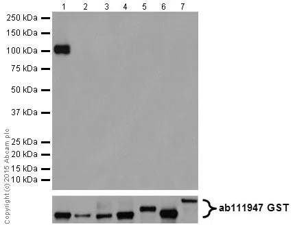 Western blot - Anti-PKC alpha + beta 2 + gamma antibody [EPR18104] (AB184746)