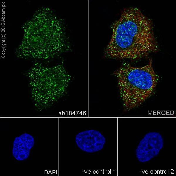 Immunocytochemistry/ Immunofluorescence - Anti-PKC alpha + beta 2 + gamma antibody [EPR18104] - BSA and Azide free (AB250778)