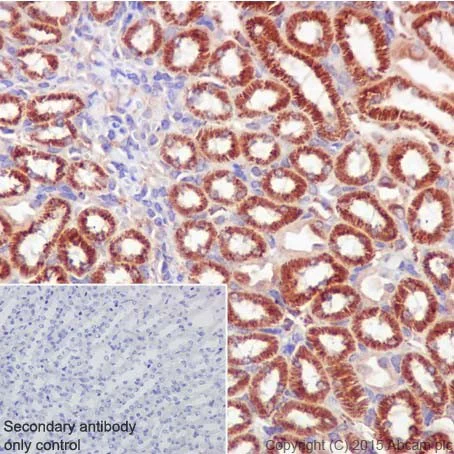 Immunohistochemistry (Formalin/PFA-fixed paraffin-embedded sections) - Anti-PKC alpha + beta 2 + gamma antibody [EPR18104] - BSA and Azide free (AB250778)