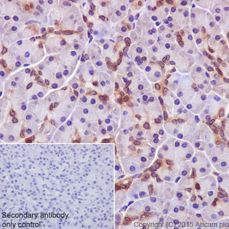 Immunohistochemistry (Formalin/PFA-fixed paraffin-embedded sections) - Anti-PKC alpha + beta 2 + gamma antibody [EPR18104] - BSA and Azide free (AB250778)