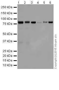 Western blot - Anti-PKC alpha + beta 2 + gamma antibody [EPR18104] - BSA and Azide free (AB250778)