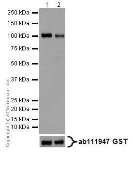 Western blot - Anti-PKC alpha + beta 2 + gamma antibody [EPR18104] - BSA and Azide free (AB250778)